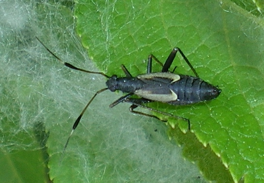 Miridae: Aphanosoma italicum delle Marche