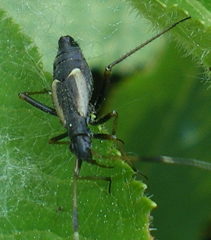 Miridae: Aphanosoma italicum delle Marche