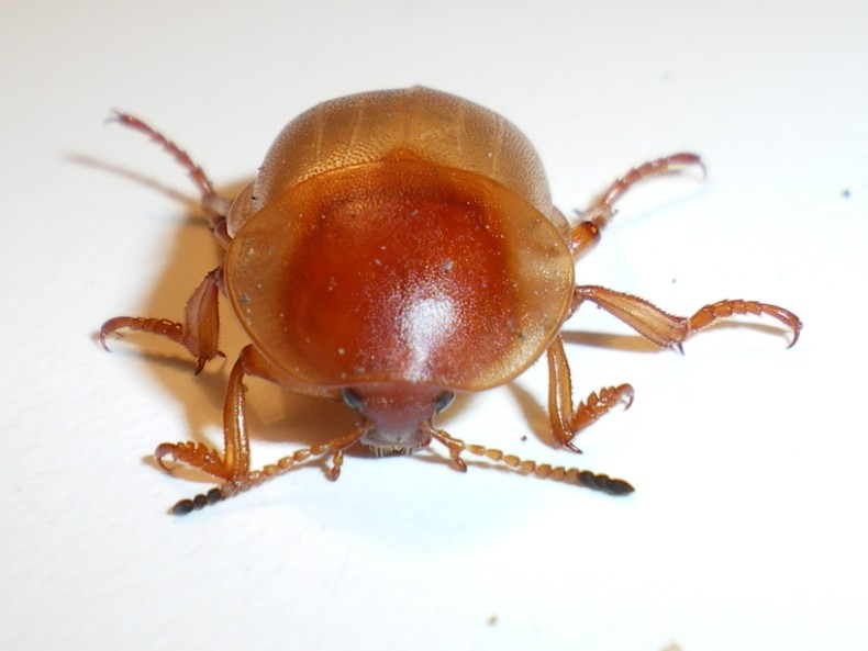 Ablattaria laevigata: la metamorfosi