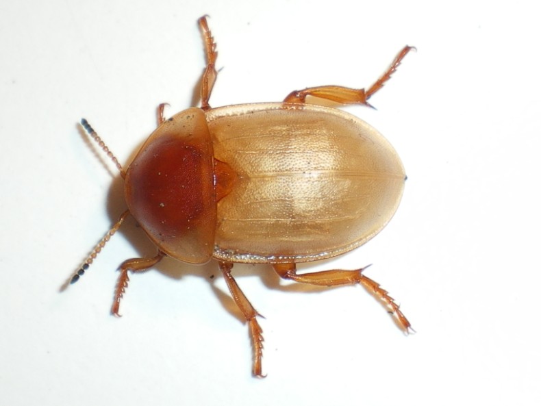 Ablattaria laevigata: la metamorfosi