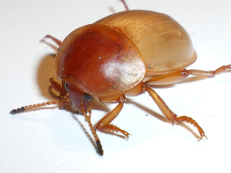 Ablattaria laevigata: la metamorfosi