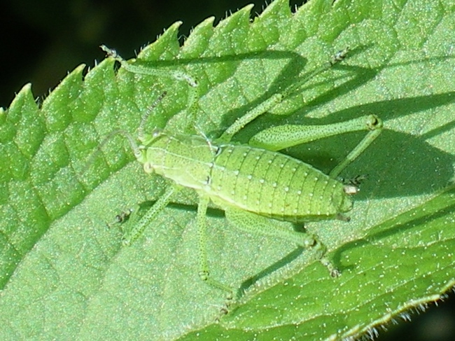 Phaneropteridae: ninfa di Leptophyes sp.