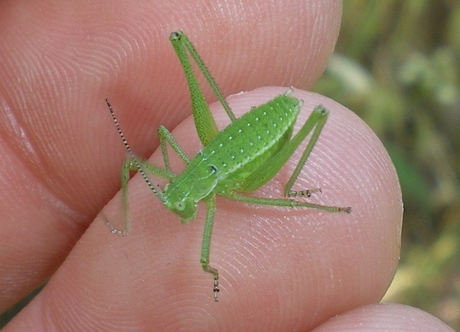 Phaneropteridae: ninfa di Leptophyes sp.