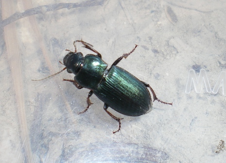 Harpalus?? Harpalus distinguendus