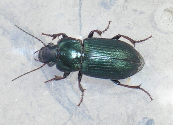 Harpalus?? Harpalus distinguendus