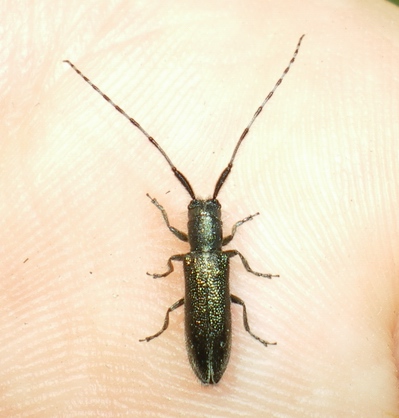 Agapanthia violacea