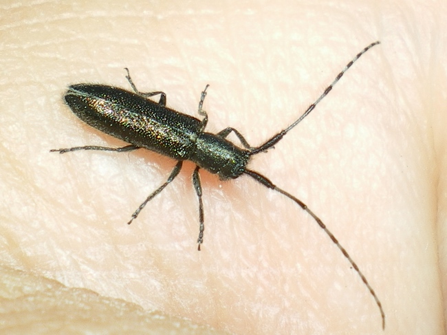 Agapanthia violacea