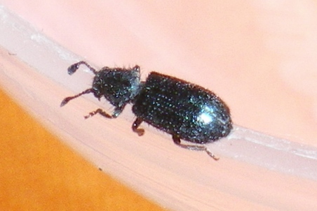 Necrobia violacea  (Cleridae) in copula