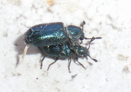 Necrobia violacea  (Cleridae) in copula