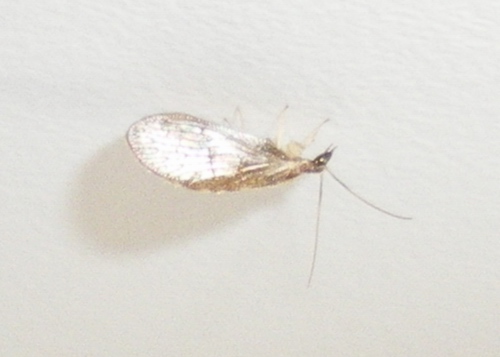 Hemerobidae: Sympherobius cf. pygmaeus