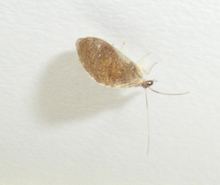 Hemerobidae: Sympherobius cf. pygmaeus