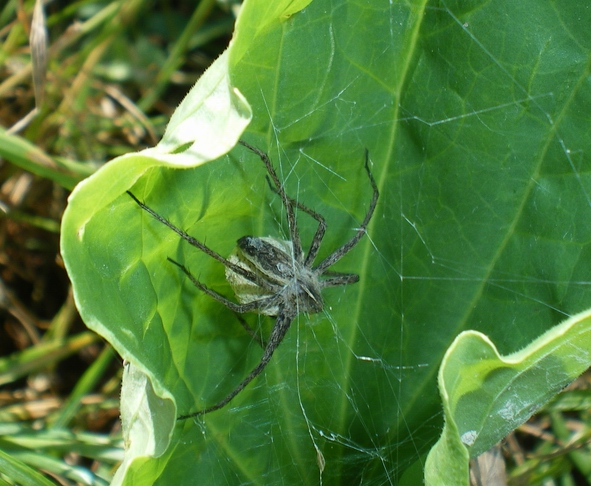 Pisaura sp.