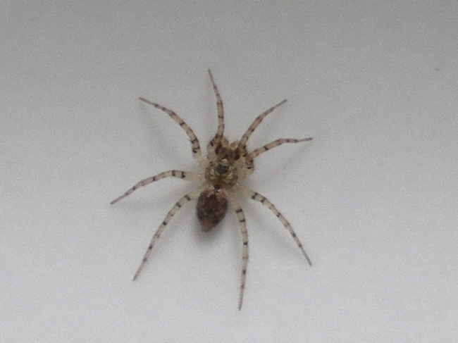 Piccolo ragno nel lavandino: Oecobius sp.