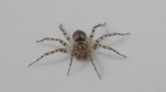 Piccolo ragno nel lavandino: Oecobius sp.