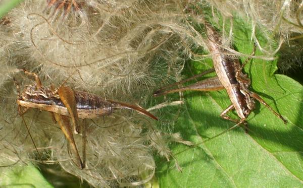 Yersinella raymondi