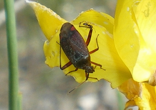 Miridae: Closterotomus annulus delle Marche