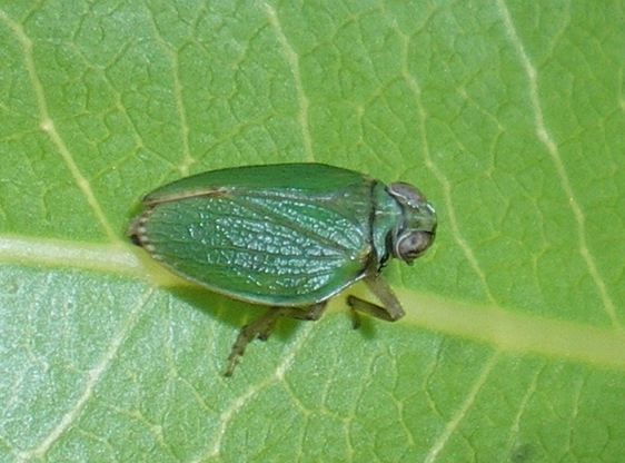 Issidae verde; bellissimo