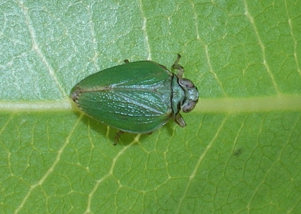 Issidae verde; bellissimo