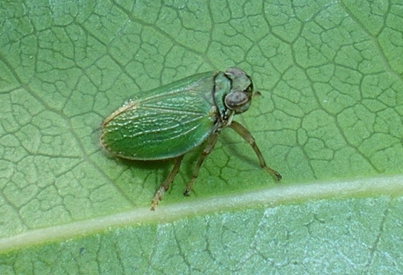 Issidae verde; bellissimo