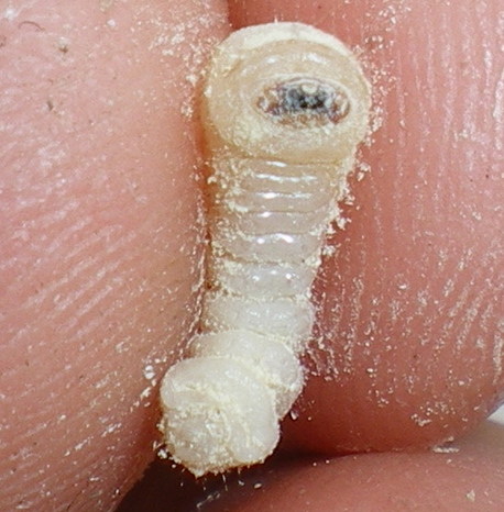 Trichoferus fasciculatus: la metamorfosi