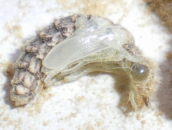 Myrmeleon formicarius: la metamorfosi