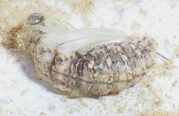 Myrmeleon formicarius: la metamorfosi