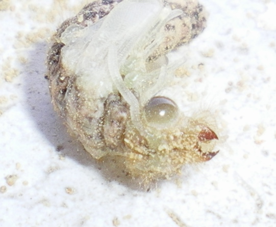 Myrmeleon formicarius: la metamorfosi