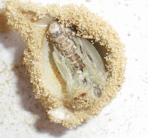 Myrmeleon formicarius: la metamorfosi