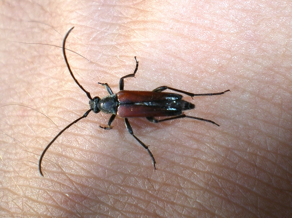 Stenurella... bifasciata