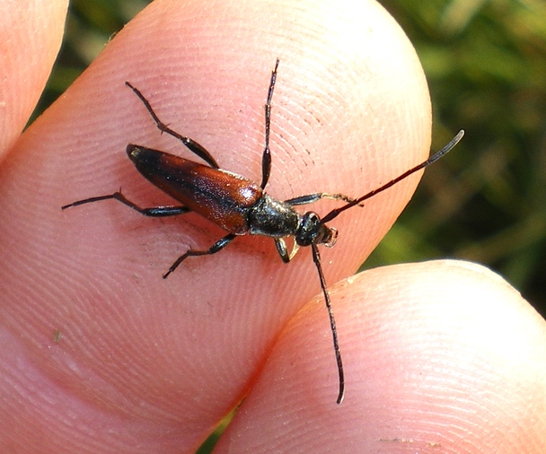 Stenurella... bifasciata