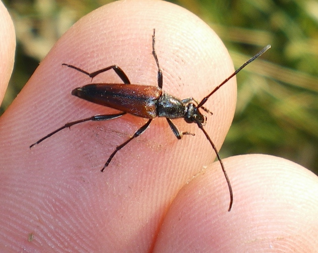 Stenurella... bifasciata