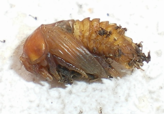 Onthophagus, anzi Aphodius: la metamorfosi