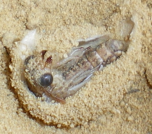 Myrmeleon formicarius: la metamorfosi