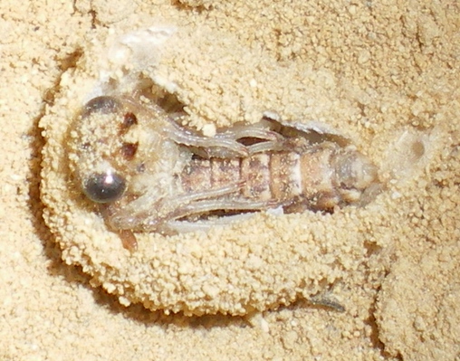 Myrmeleon formicarius: la metamorfosi