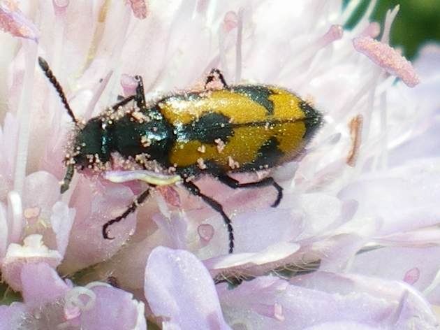 Domenica erpeto-entomologica