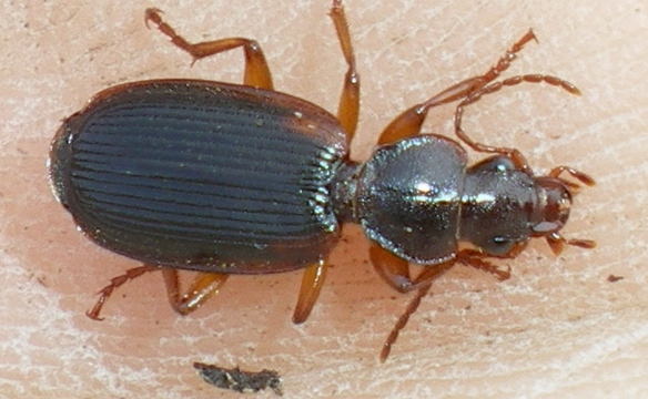 Carabidae da ID: Cymindis humeralis? no, etrusca!!