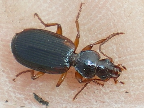 Carabidae da ID: Cymindis humeralis? no, etrusca!!