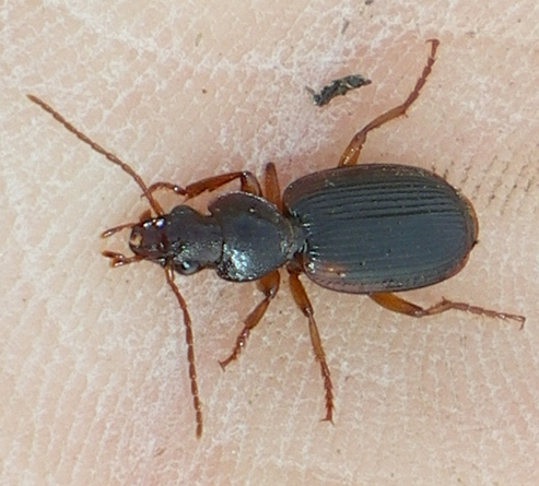 Carabidae da ID: Cymindis humeralis? no, etrusca!!