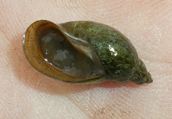 Acquatica da ID