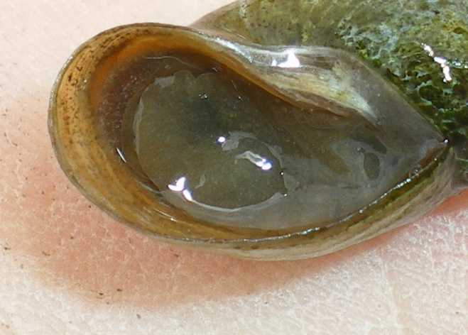 Acquatica da ID