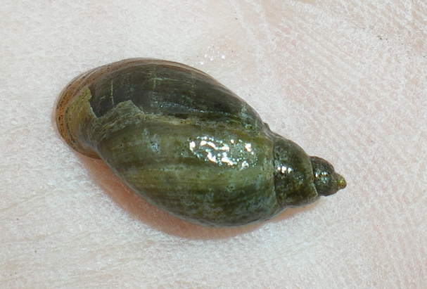 Acquatica da ID