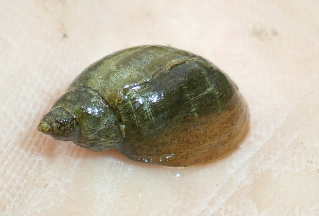 Acquatica da ID