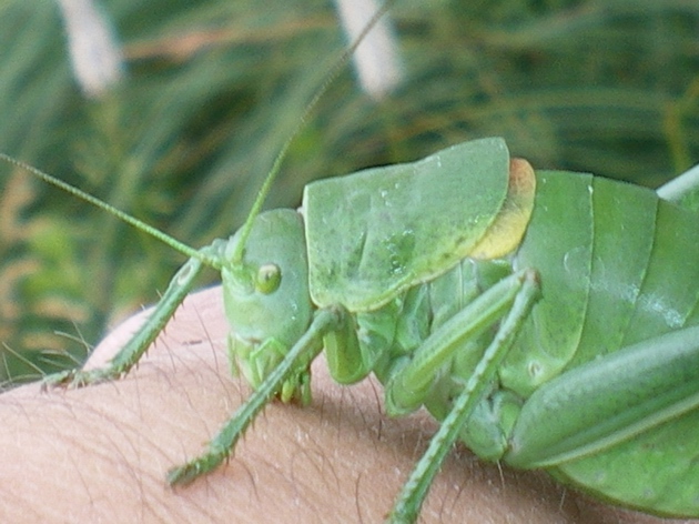 Bellissima!!! Polysarcus denticauda