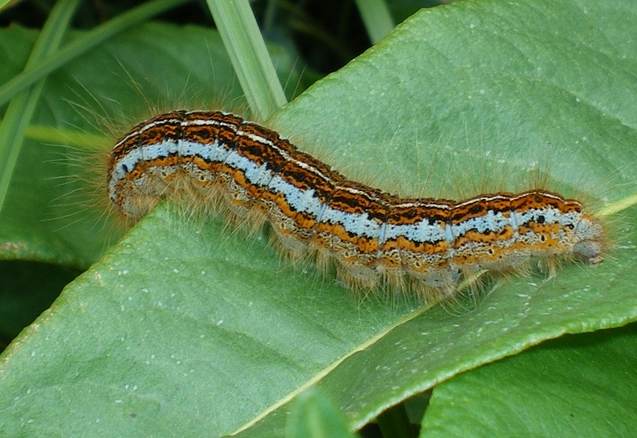 Domenica erpeto-entomologica