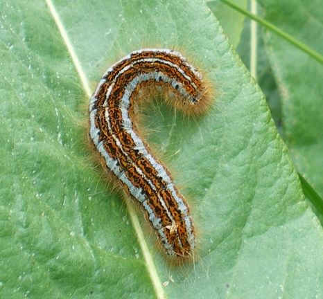 Domenica erpeto-entomologica