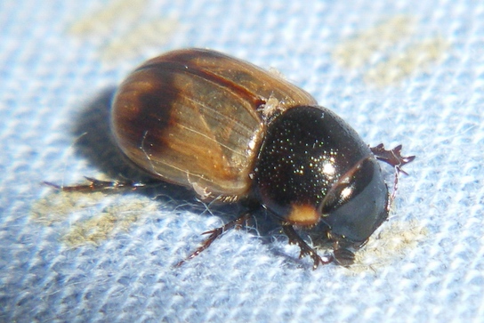 Onthophagus, anzi Aphodius: la metamorfosi