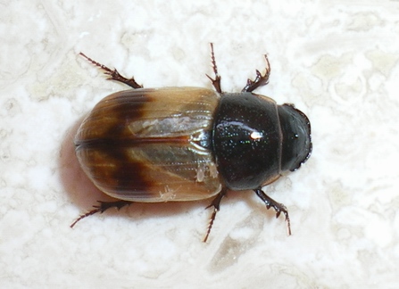 Onthophagus, anzi Aphodius: la metamorfosi