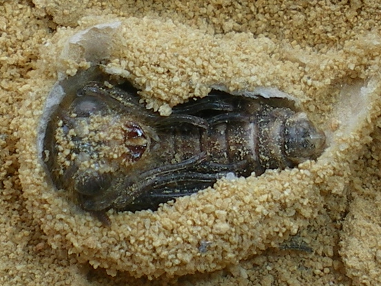 Myrmeleon formicarius: la metamorfosi