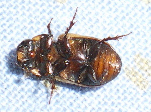 Onthophagus, anzi Aphodius: la metamorfosi