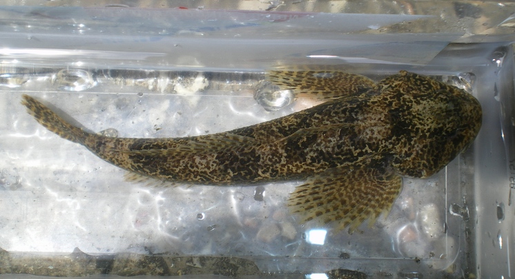 Scaz-zone (Cottus gobio)